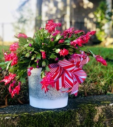 Christmas Cactus  from Martha Mae's Floral & Gifts in McDonough, GA