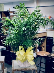 Parlor Palm  from Martha Mae's Floral & Gifts in McDonough, GA