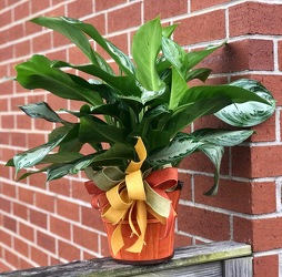 Live Aglaonema Plant from Martha Mae's Floral & Gifts in McDonough, GA