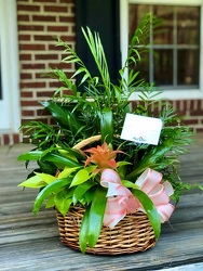 Lush European Garden in Wicker Basket from Martha Mae's Floral & Gifts in McDonough, GA