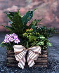 Dish Garden in Wooden Box  from Martha Mae's Floral & Gifts in McDonough, GA