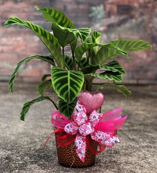 Calathea 'Prayer' Plant from Martha Mae's Floral & Gifts in McDonough, GA