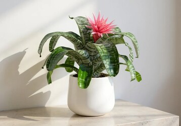Bromelaid 'Silver Vase' Non Toxic Blooming Plant from Martha Mae's Floral & Gifts in McDonough, GA