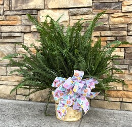 Kimberly Queen Fern Plant from Martha Mae's Floral & Gifts in McDonough, GA