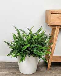 Kimberly Queen Fern Plant from Martha Mae's Floral & Gifts in McDonough, GA