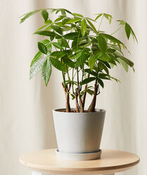 Money Tree from Martha Mae's Floral & Gifts in McDonough, GA