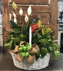 XL European Plant Basket from Martha Mae's Floral & Gifts in McDonough, GA