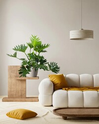 Split-leaf Philodendron