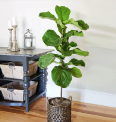 FIddle Leaf Fig  from Martha Mae's Floral & Gifts in McDonough, GA