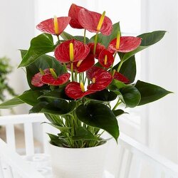 Blooming Anthurium Plant from Martha Mae's Floral & Gifts in McDonough, GA