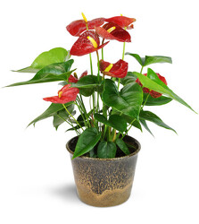 Blooming Anthurium Plant