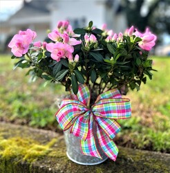 Blooming Azalea Plant from Martha Mae's Floral & Gifts in McDonough, GA