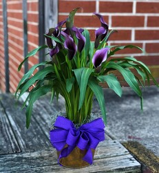 Calla Lily Plant