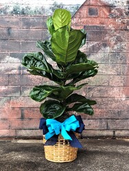 FIddle Leaf Fig  from Martha Mae's Floral & Gifts in McDonough, GA