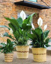 Peace Lily Plant  from Martha Mae's Floral & Gifts in McDonough, GA