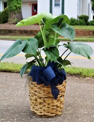 Split Leaf Philodendron  from Martha Mae's Floral & Gifts in McDonough, GA