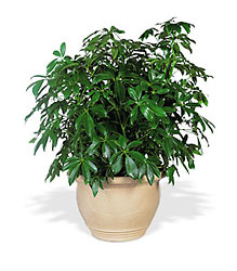 Arboricola Plant from Martha Mae's Floral & Gifts in McDonough, GA